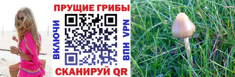 Галлюциногенные грибы Cubensis  даркнет какой сайт  Монино 